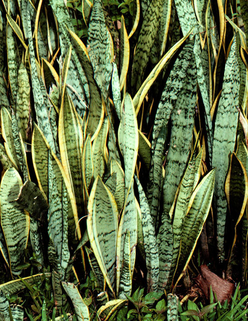 Snake Plant